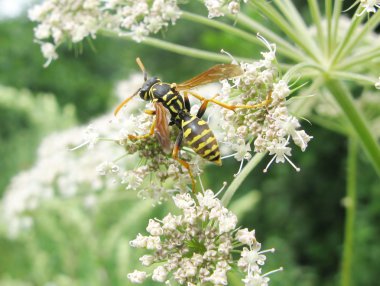 Wasp beyaz çiçek