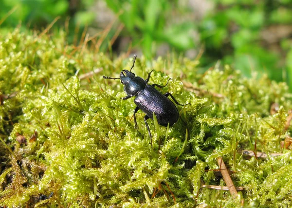 Blauer Käfer im Moos — Stockfoto