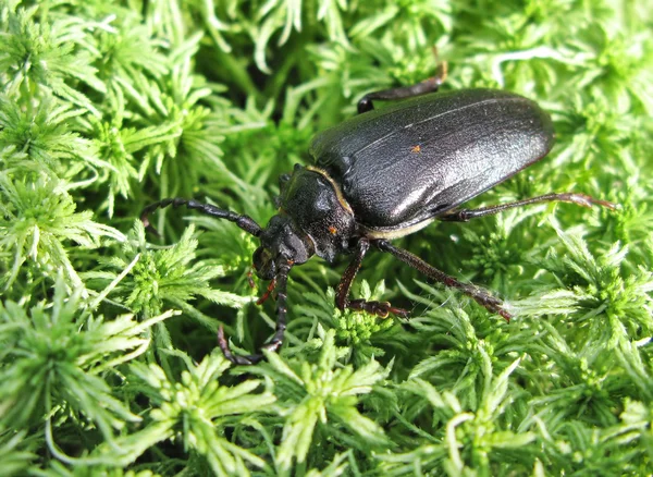 Kumbang besar dalam lumut — Stok Foto