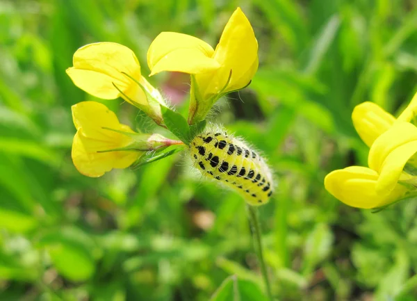 Yellow caterpillar — Stock Photo, Image