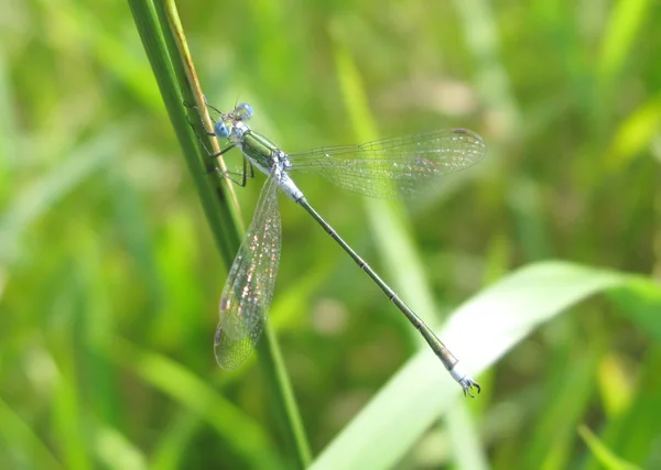 stock image Green dragonfly