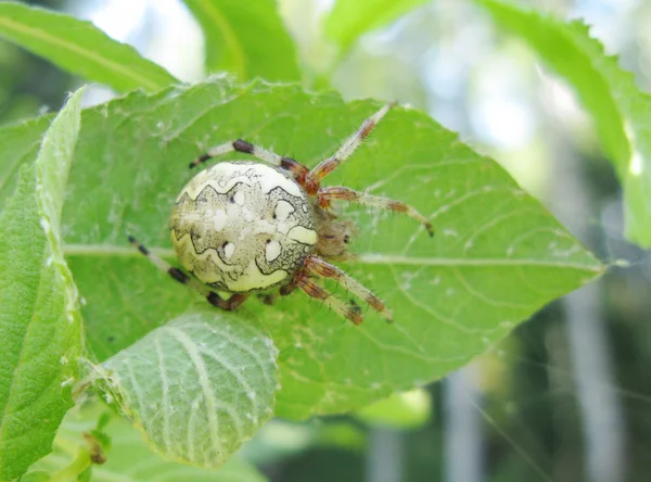 Белый паук на листе — стоковое фото