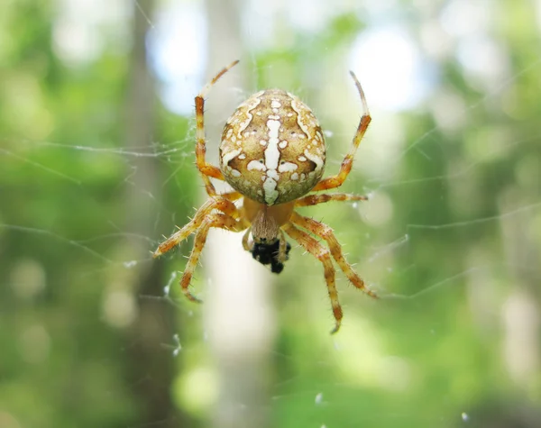 Aranha amarela comendo uma mosca — Fotografia de Stock