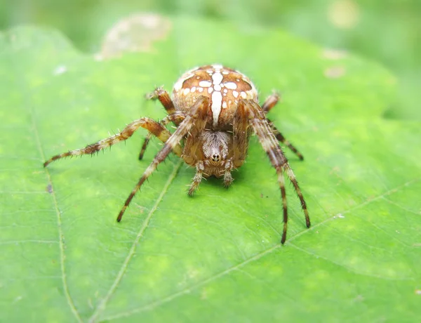Orange spider on the leaf — Stock Photo, Image