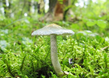 unedible mantar