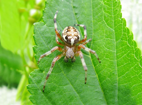 Жовтий павук на листі — стокове фото