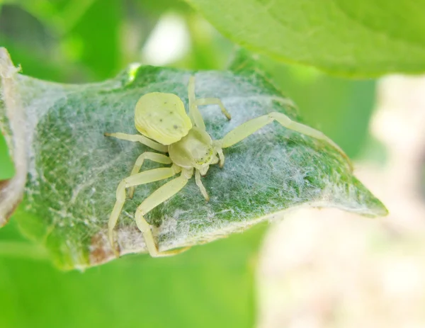 叶上的绿色蜘蛛 — 图库照片