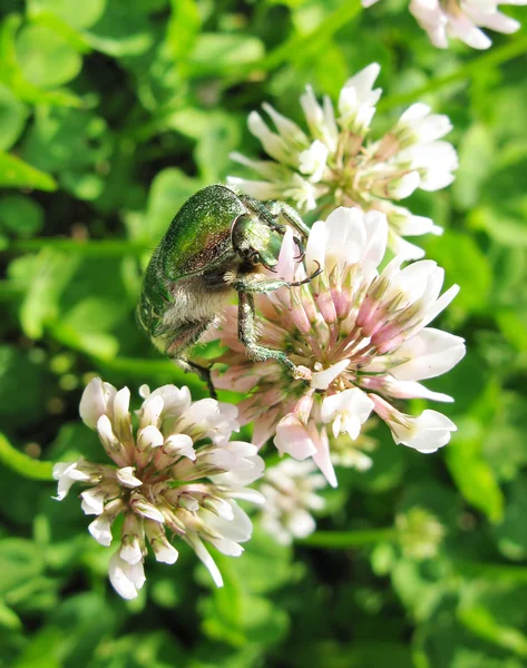 三叶草花中的绿色甲虫 — 图库照片