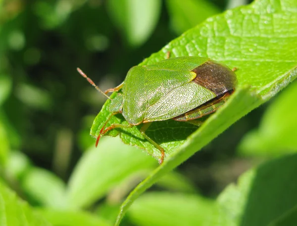 Insecto verde en la hoja — Foto de Stock