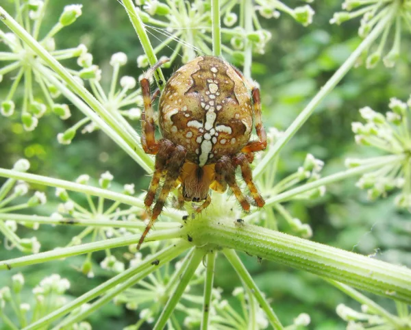 Gul spindel med kors tecken på ryggen — Stockfoto