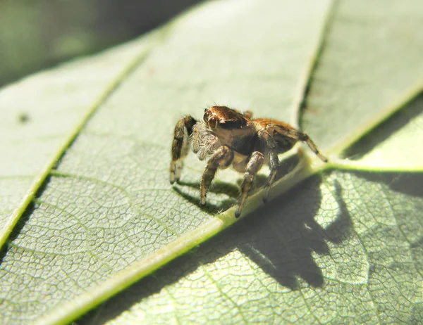 Jumping spider on the leaf — Stock Photo, Image