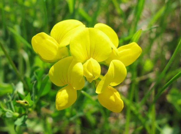 Flores de campo amarillo — Foto de Stock