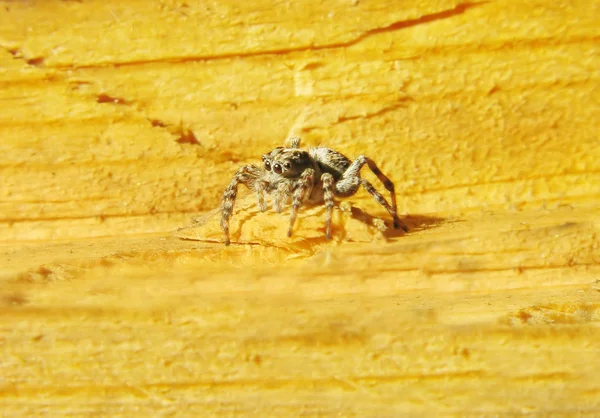 Jumping grey spider — Stock Photo, Image