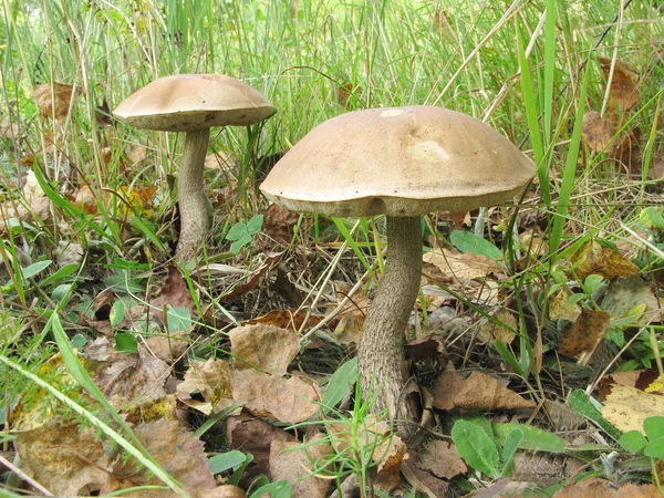 stock image Mushrooms in the forest