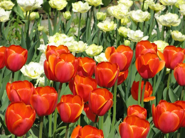 stock image Flowering red tulips