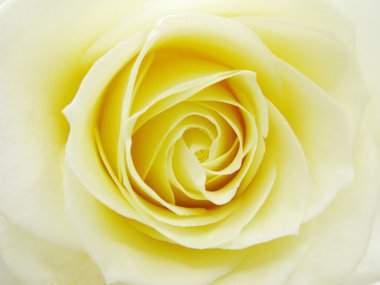 Yellow rose heart closeup clipart