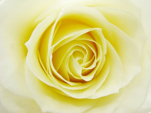 Corazón de rosa amarilla primer plano —  Fotos de Stock