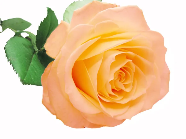Rosa e amarelo rosa coração closeup — Fotografia de Stock
