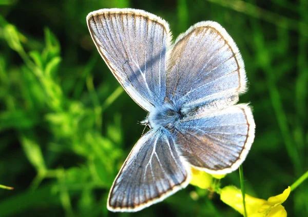 Amanda blue butterfly — Stock Photo, Image
