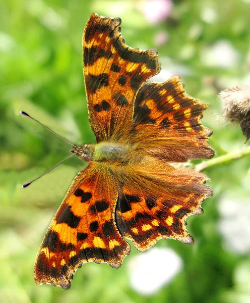 Motyl jasny przecinek polygonia — Zdjęcie stockowe