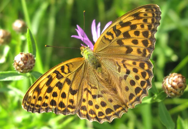 Mariposa amarilla brillante — Foto de Stock