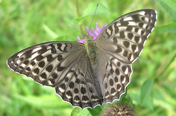 Hermosa mariposa gris primer plano — Foto de Stock