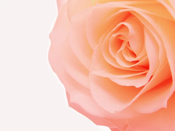 Closeup růžové a žluté růže srdce — Stock fotografie