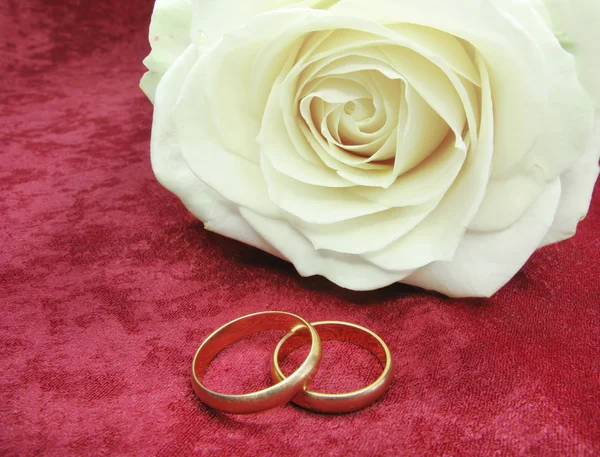Anéis de casamento e rosa branca em veludo vermelho — Fotografia de Stock
