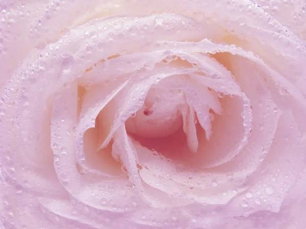 Rosa rosa en gotas de rocío —  Fotos de Stock
