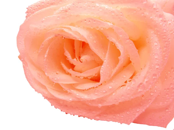 Рожева квітка рожева рожева в краплі роси — стокове фото