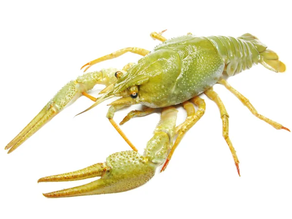 Green river homara — Zdjęcie stockowe