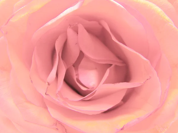 Rosa rosa corazón primer plano — Foto de Stock
