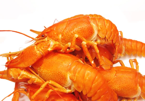 Lobster sungai rebus merah — Stok Foto