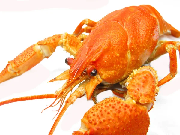 红熟的河龙虾 — 图库照片