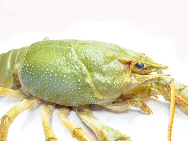 绿河龙虾 — 图库照片