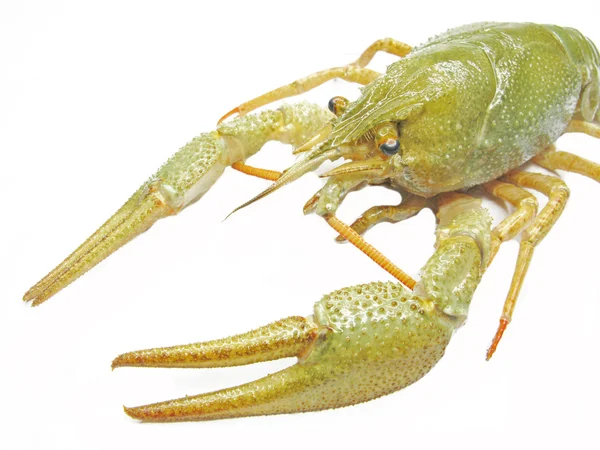 Green river lobster — Stock Photo, Image