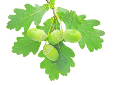 Oak tree leaves and nuts clipart