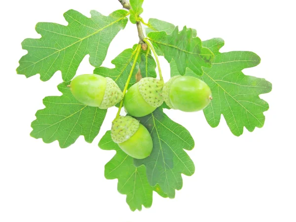 Dubové listí a ořechy — Stock fotografie