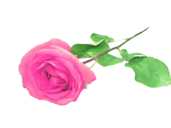 Свіжа рожева квітка троянди — стокове фото