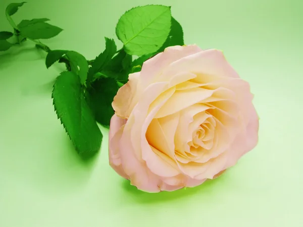 Rosa und gelbe Rose Blume — Stockfoto