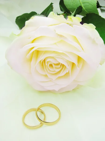 Розовая роза и обручальные кольца — стоковое фото
