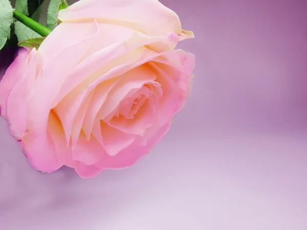 Růžová růže květ na fialové pozadí — Stock fotografie
