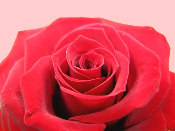 Červená růže květina detailní up — Stock fotografie