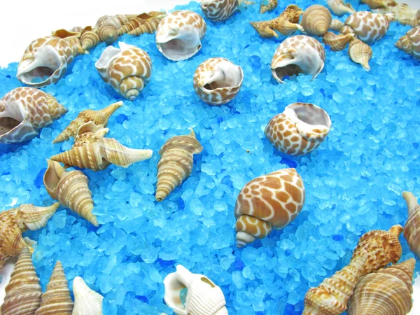 Spa sea shells and salt — Stock Photo, Image