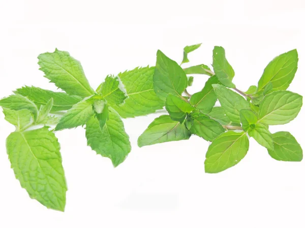 Fresh mint leaves tea ingredient — Stock Photo, Image