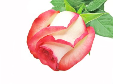 Pink and white rose bud closeup clipart