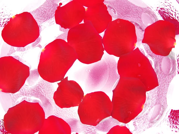 Rote Rosen Perlen schwimmen im Wasser — Stockfoto