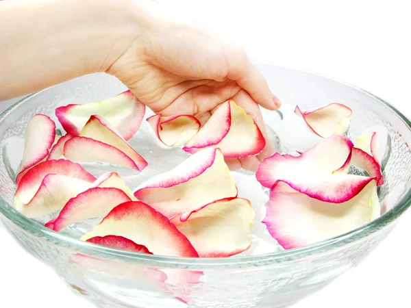 Hand i plattan med rosenblad — Stockfoto