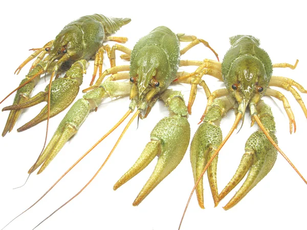 Lobster sungai hijau — Stok Foto