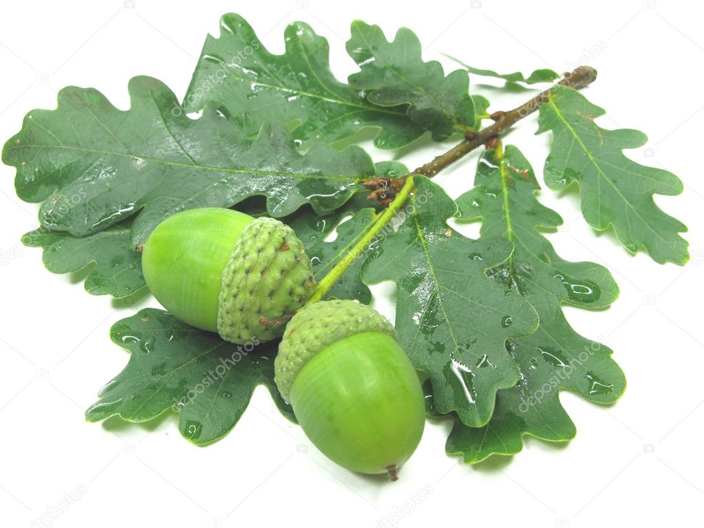 Oak tree leaves and nuts